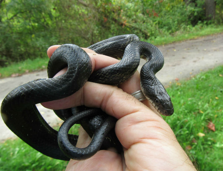 Black Rat Snake
